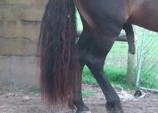 Sexy black horse with a giant pipe
