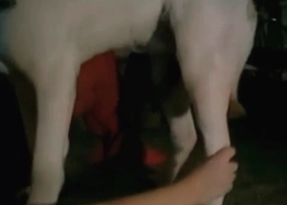 Hooker penetrated hard by a trained doggy