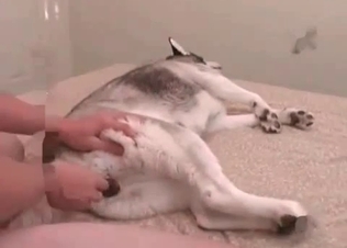 Amateur bestiality action in the bedroom