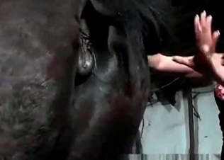 Horse is getting in the awesome animal sex action