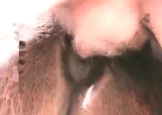 Butt sex with a trained horse