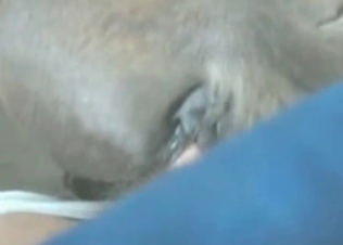 Bestial action with an astonishing zoophile