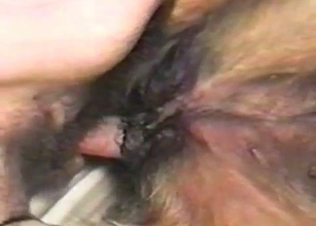 Nasty as hell bestiality with my doggy