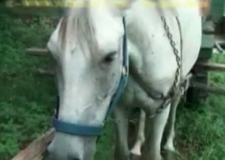 Anus of a horse is looking so freaking sweet