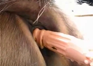 Horse pussy fucked hard with a toy